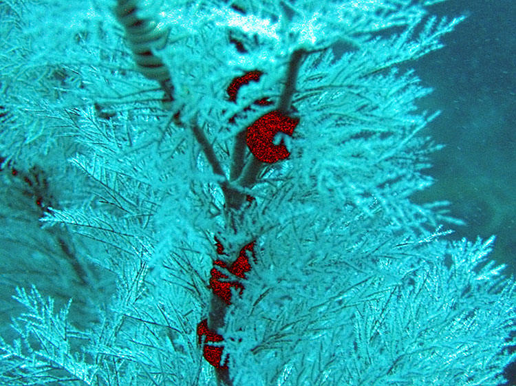 Noosa Underwater