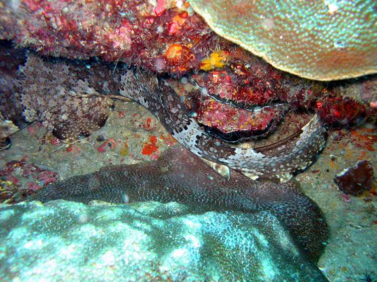 Noosa Underwater