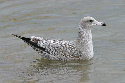 California Gull, 1st cycle