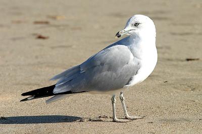 Ring-billed Gull, 2nd cycle