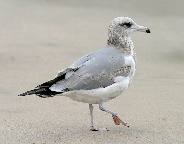 California Gull, 2nd cycle