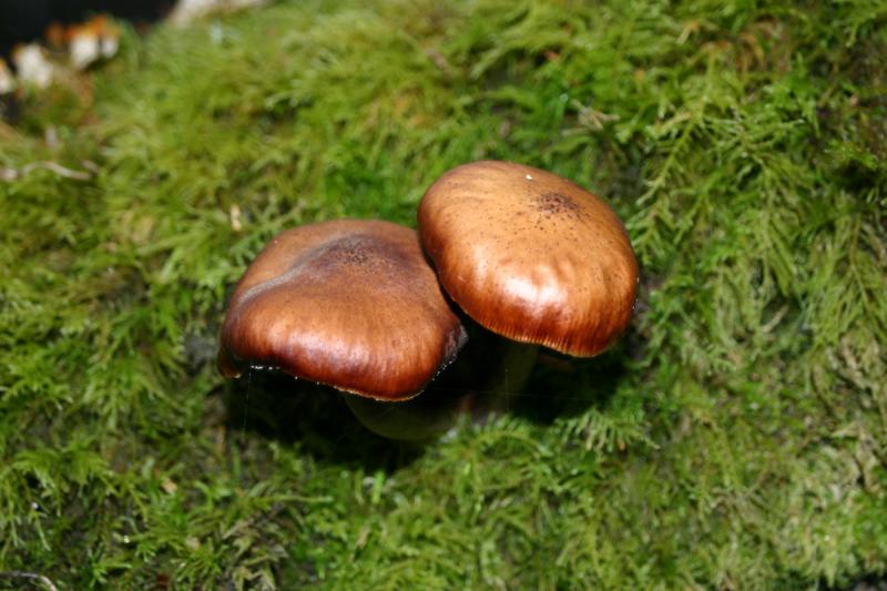 Mushrooms On Moss Carpet