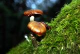 Mushroom Portrait