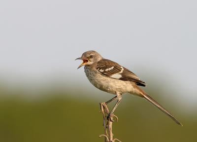 Young, Loud, Mockingbird