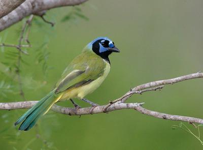 Green-Jay-(Re)
