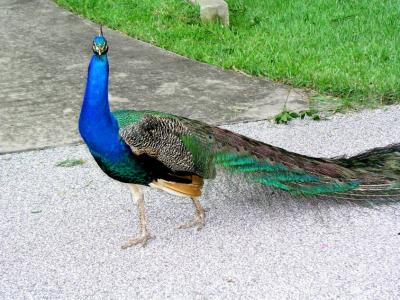 Peacock on Merritt Island