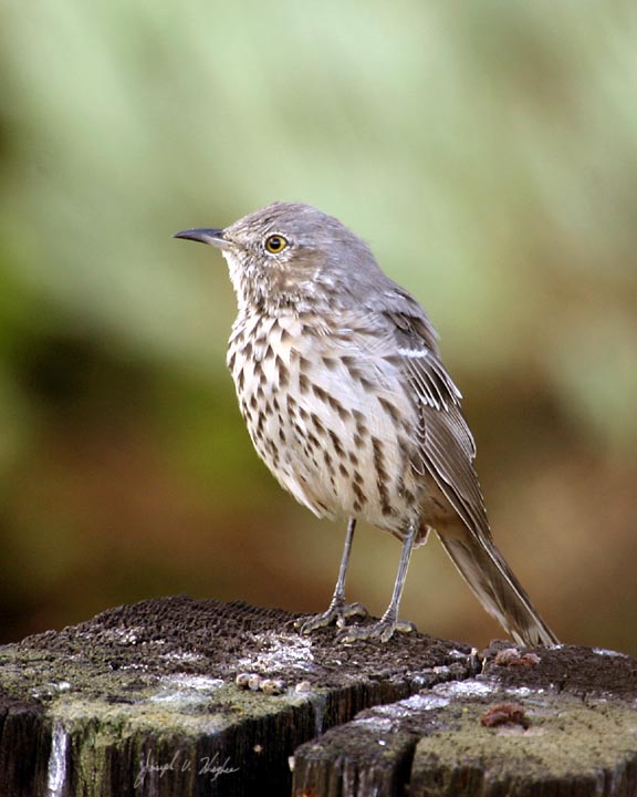 Sage Thrasher juvenile