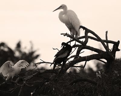 dusk at the top of the rookery. in sepia