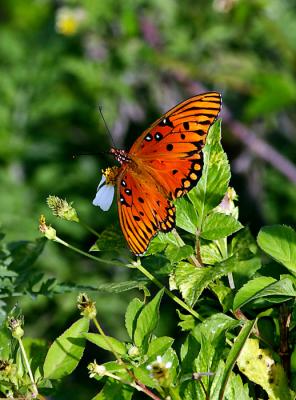 gulf fritillary