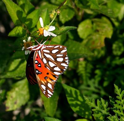 gulf fritillary. ventral view