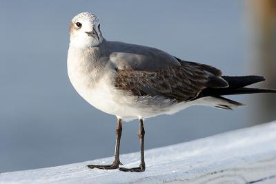 first winter laughing gull