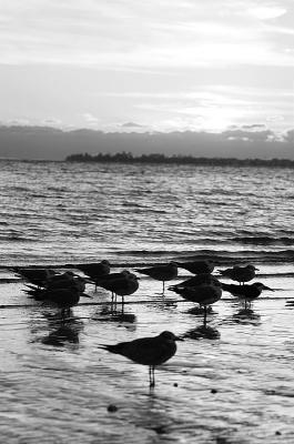 gulls and skimmers at sunset in black and white