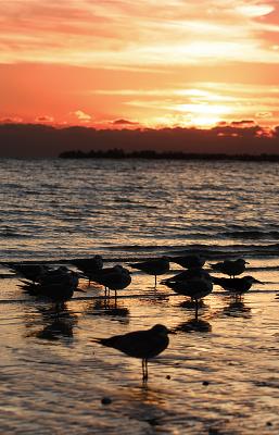 gulls and skimmers at sunset