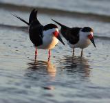 two black skimmers