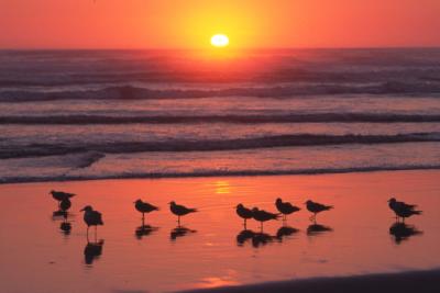 SANDPIPERS AT SUNSET