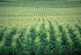 CORN FIELD