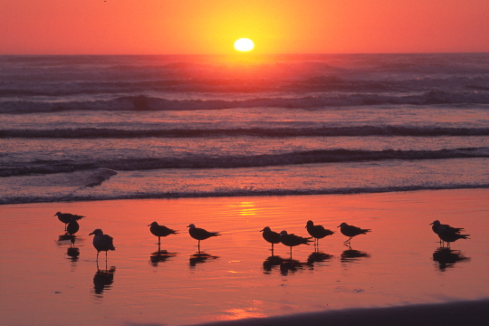 SANDPIPERS AT SUNSET