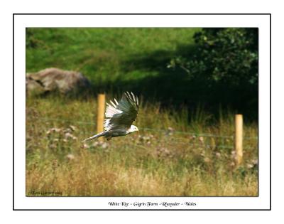 White Kite