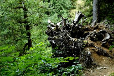040821  Old Stump