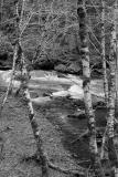 Swift Water