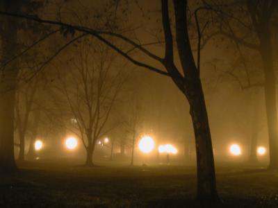 foggytrees.JPG