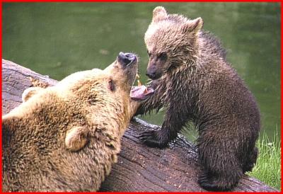 European Brown Bears.