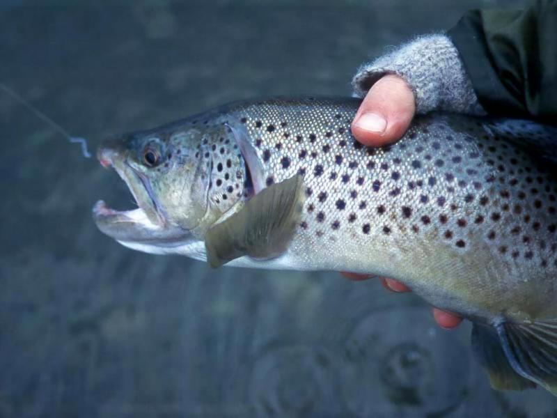 Brown Trout, Cowichan River