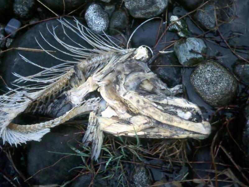 Dog Salmon remains, Cowichan River