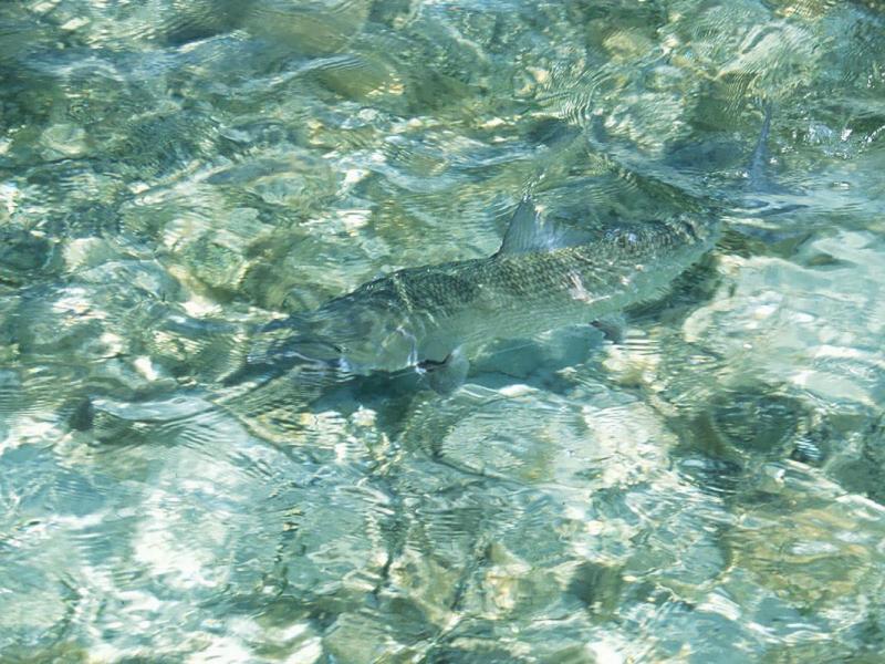 Near Freeport, Bahamas