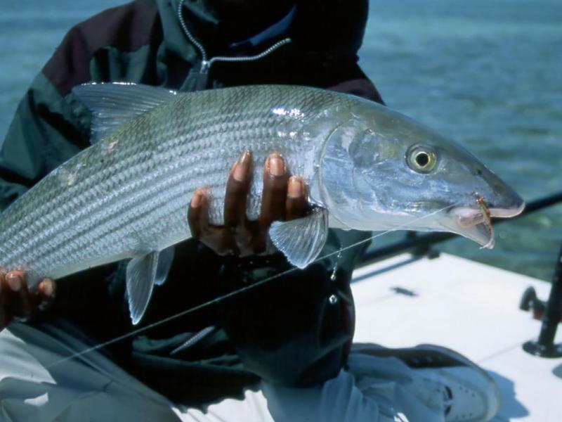 Ten Pounder