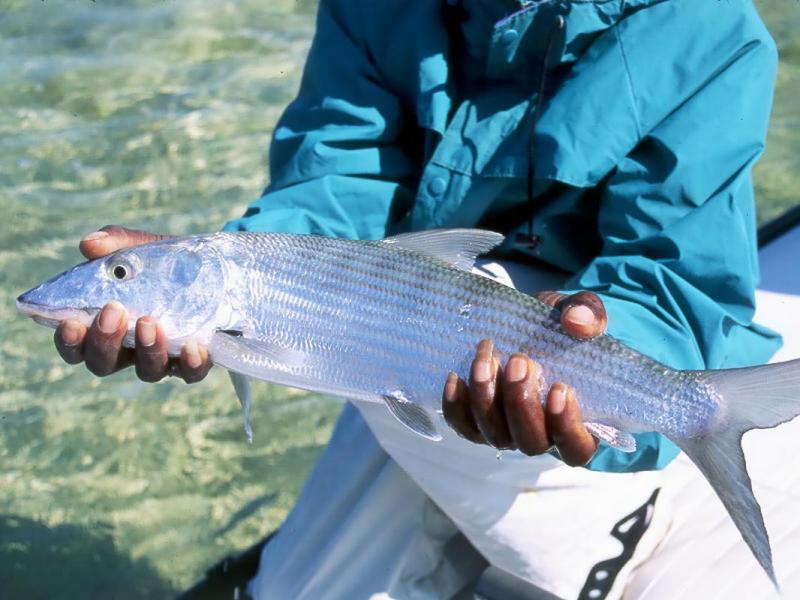 Near Freeport, Bahamas