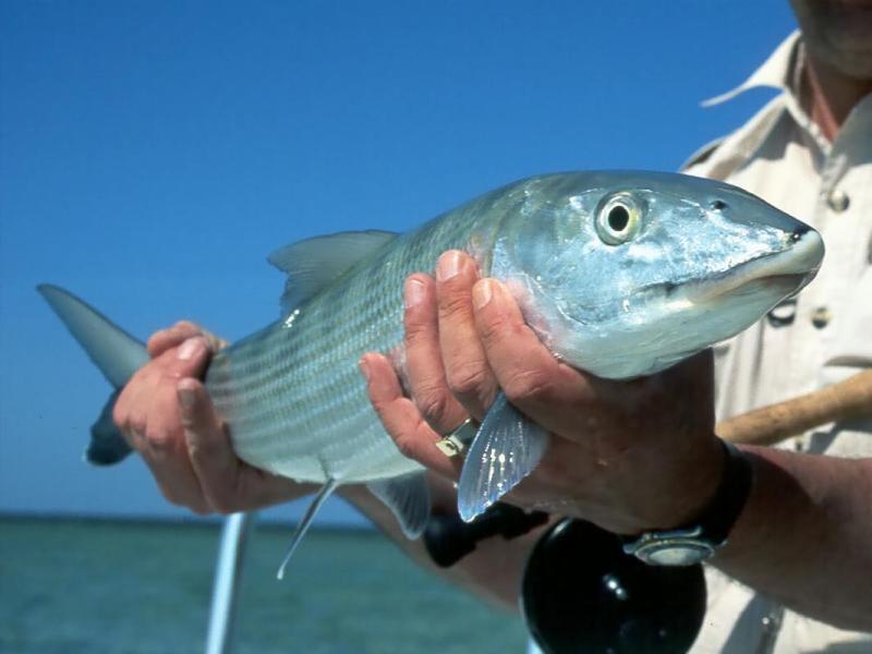 Near Freeport, Bahamas