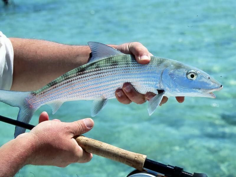 Near Freeport, Bahamas