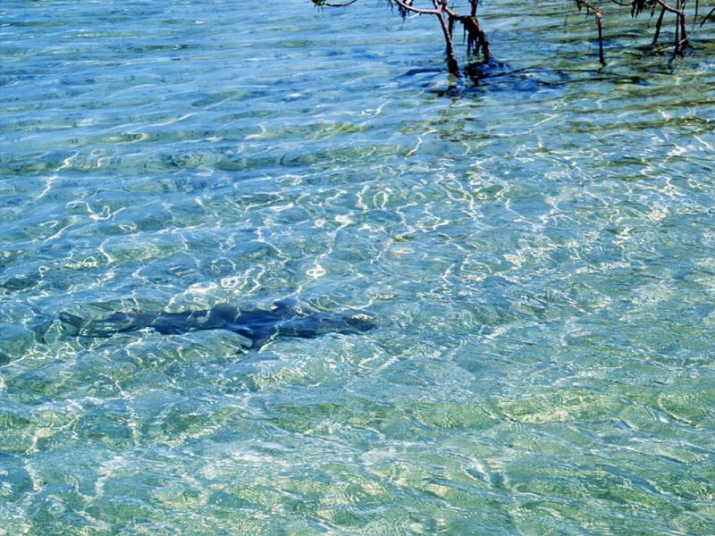 Shark