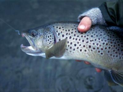 Brown Trout, Cowichan River