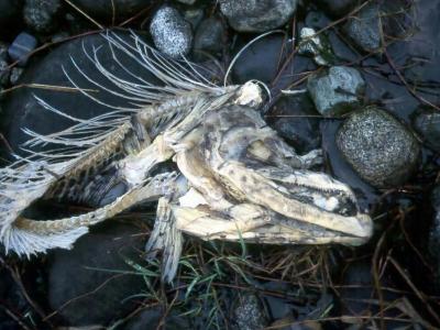 Dog Salmon remains, Cowichan River