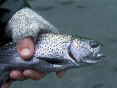 Rainbow Trout, Cowichan River
