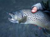Brown Trout, Cowichan River