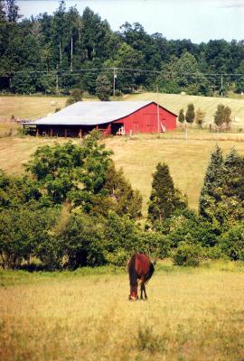 Barn and horse