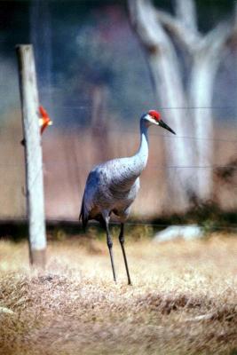Bird sandhill crane