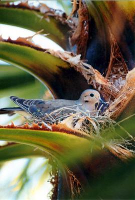 Bird nesting Dove