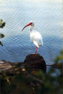 Bird white ibis