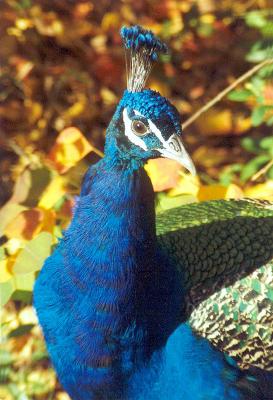 Bird male peacock