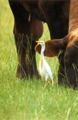 Bird Cattle egret