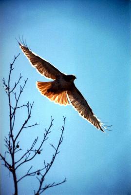 Bird Redtail halk