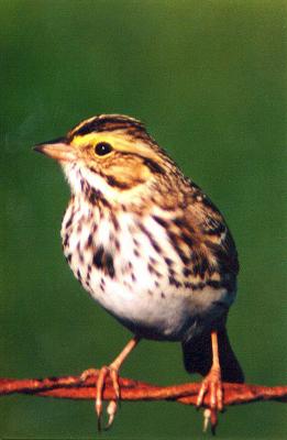 Bird Savannah sparrow