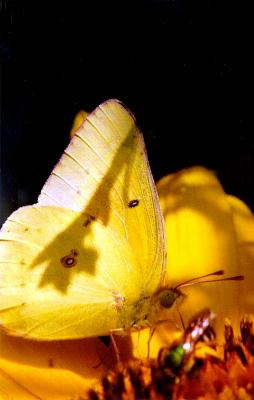 Butterfly 05.jpg
