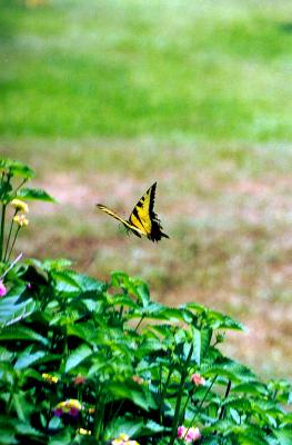 Butterfly 06.jpg