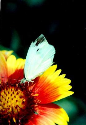 Butterfly 07.jpg