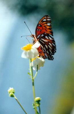 Butterfly 10.jpg